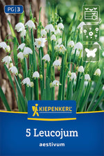 Sommerknotenblume