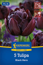 Profi-Line Gefüllte späte Tulpe Black Hero