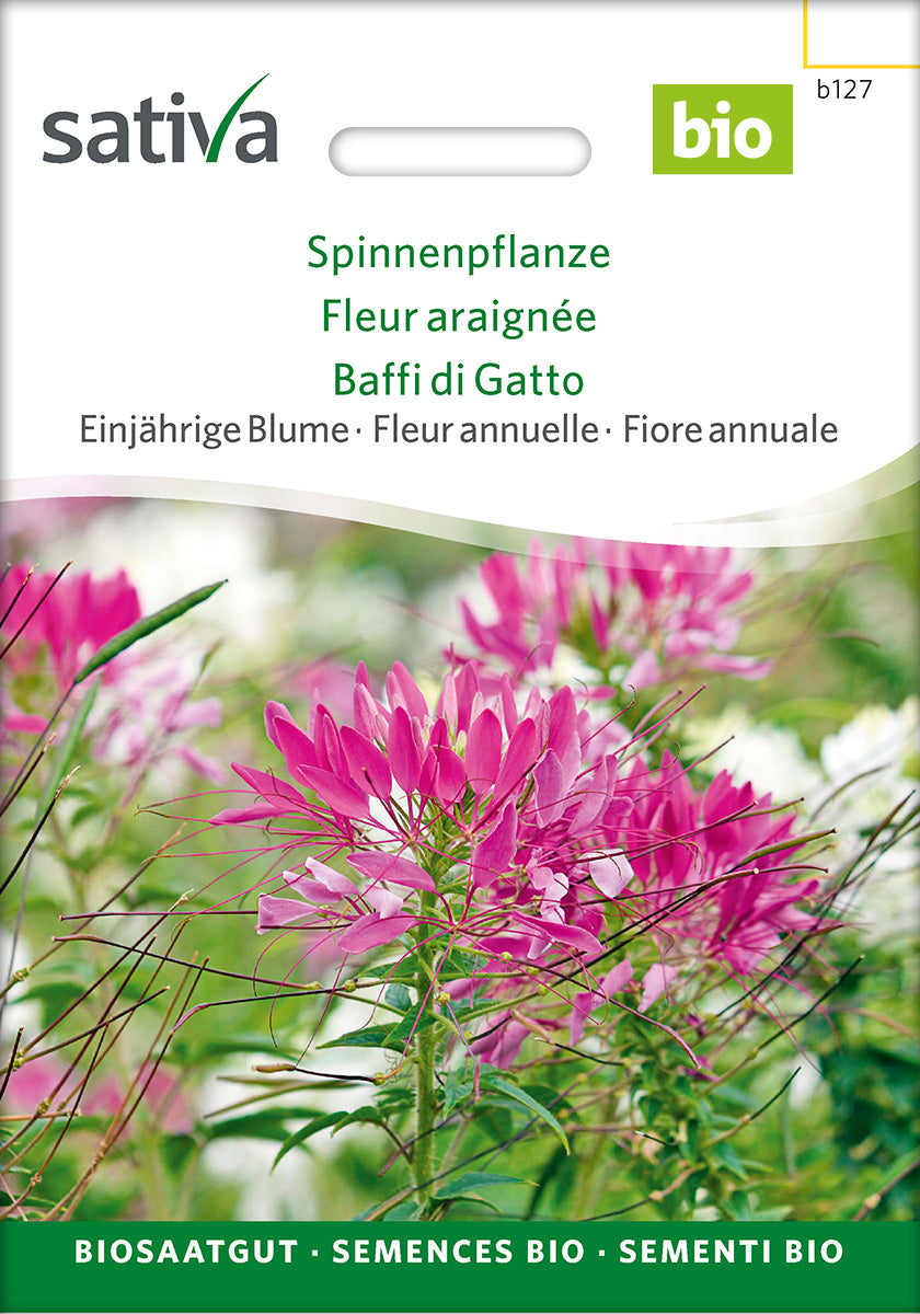 Sativa Spinnenpflanze