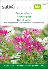 Sativa Spinnenpflanze