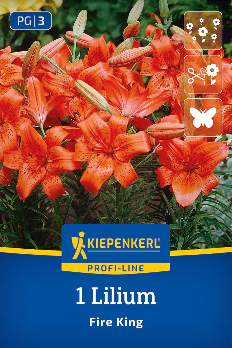 Profi-Line Asiatische Lilie Fire King