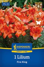 Profi-Line Asiatische Lilie Fire King