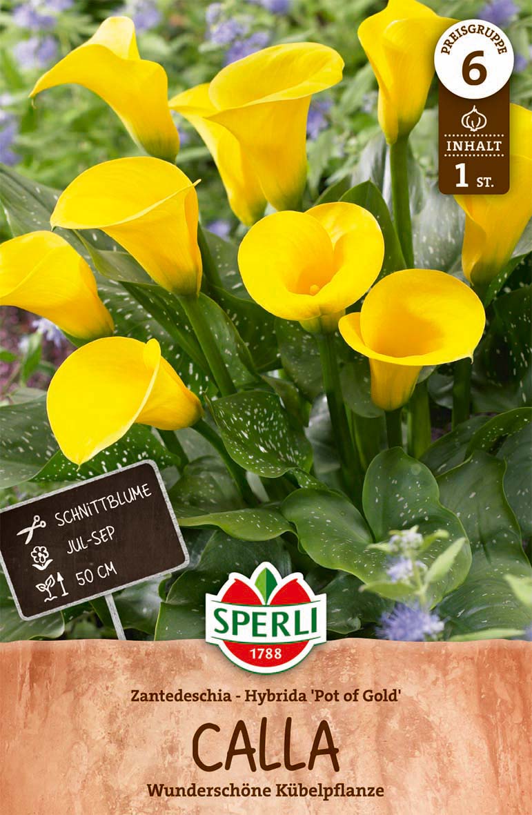 SPERLI Calla Calla Pot of Gold