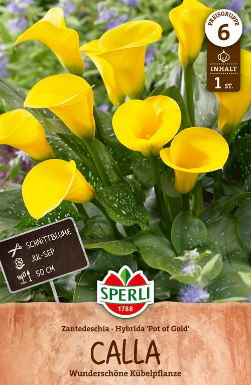 SPERLI Calla Calla Pot of Gold