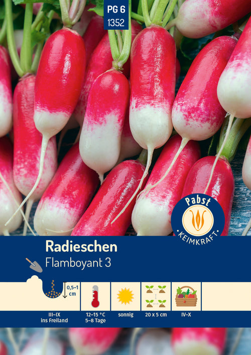 Pabst Keimkraft Radieschen Flamboyant 3