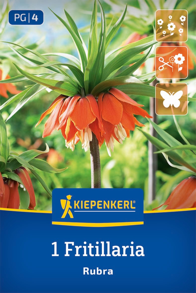Kaiserkrone Rubra