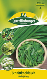 Quedlinburger Schnittknoblauch mehrjährig
