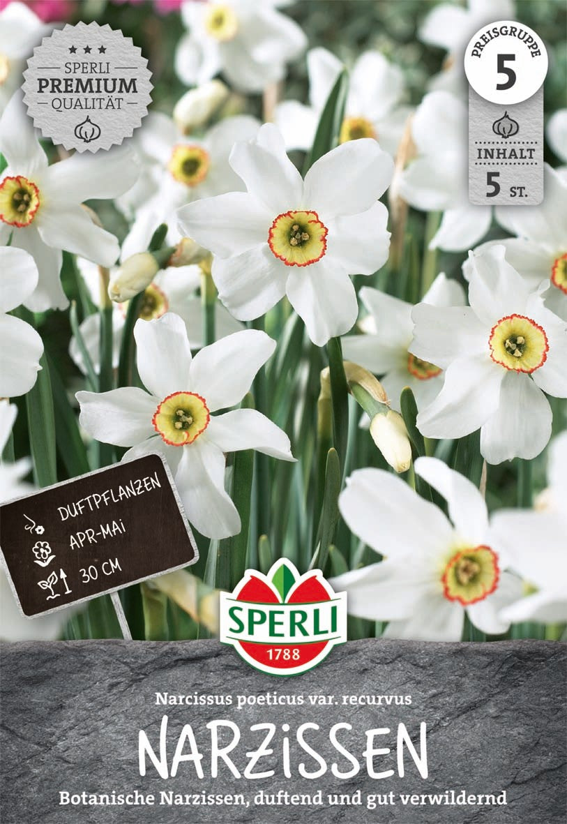 Premium Botanische Narzisse poeticus var. recurvus