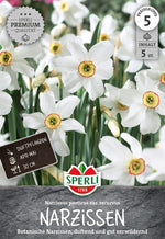 Premium Botanische Narzisse poeticus var. recurvus