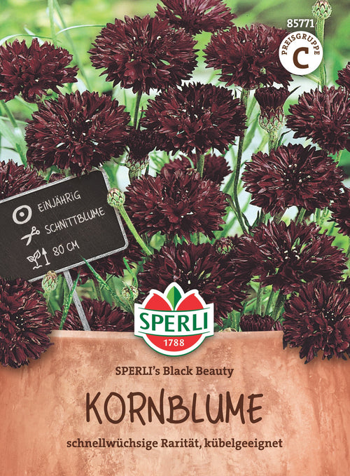 SPERLI Kornblume SPERLI's Black Beauty
