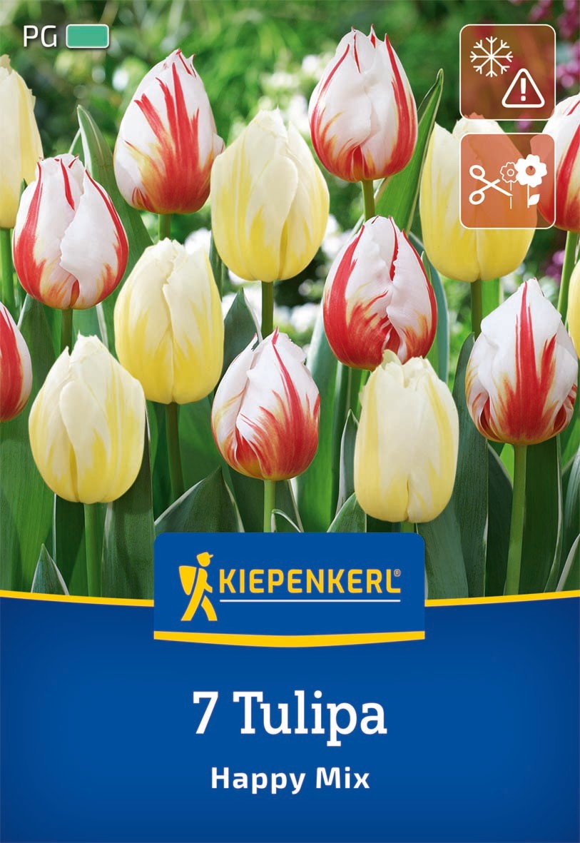Tulpen Mix Countryside