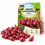 HILD Wintersteckzwiebel Akado 750 Gramm