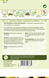 N.L. Chrestensen Wucherblume Stern des Orients