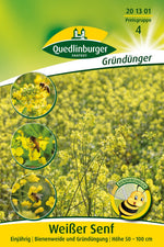 Quedlinburger Gründüngung Weißer Senf/Gelbsenf