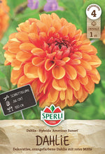 SPERLI Dekorative Dahlie American Sunset