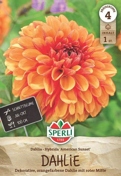 SPERLI Dekorative Dahlie American Sunset
