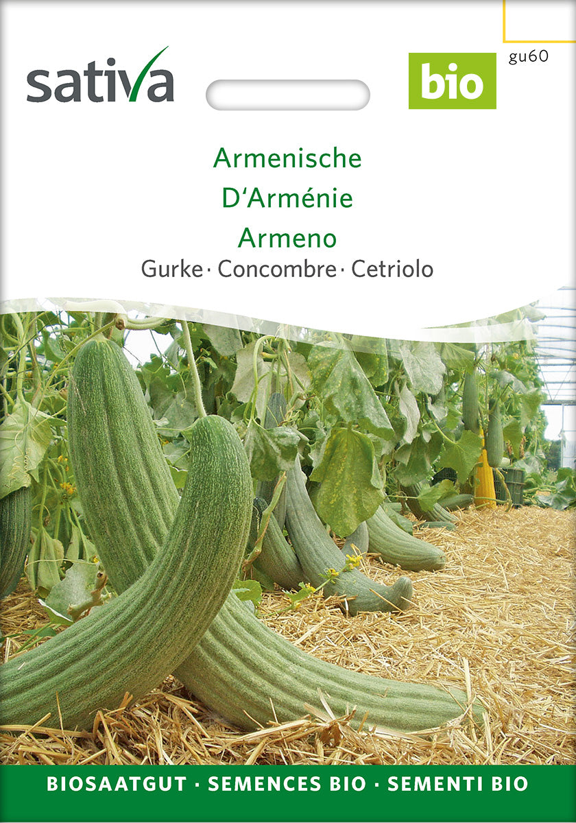 Sativa Gurke Armenische