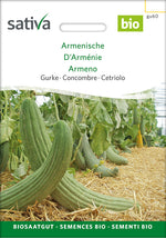 Sativa Gurke Armenische