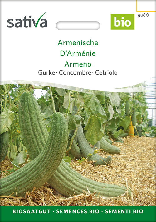 Sativa Gurke Armenische