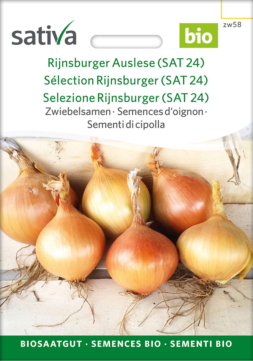 Sativa Zwiebelsamen Rijnsburger Auslese (SAT 24)