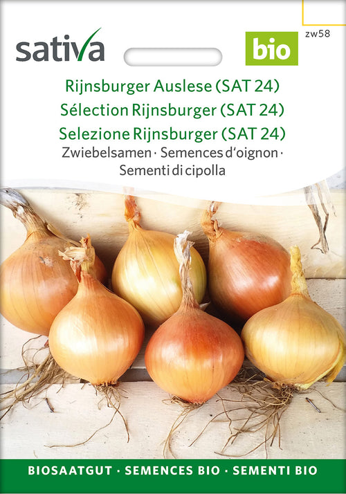 Sativa Zwiebelsamen Rijnsburger Auslese (SAT 24)