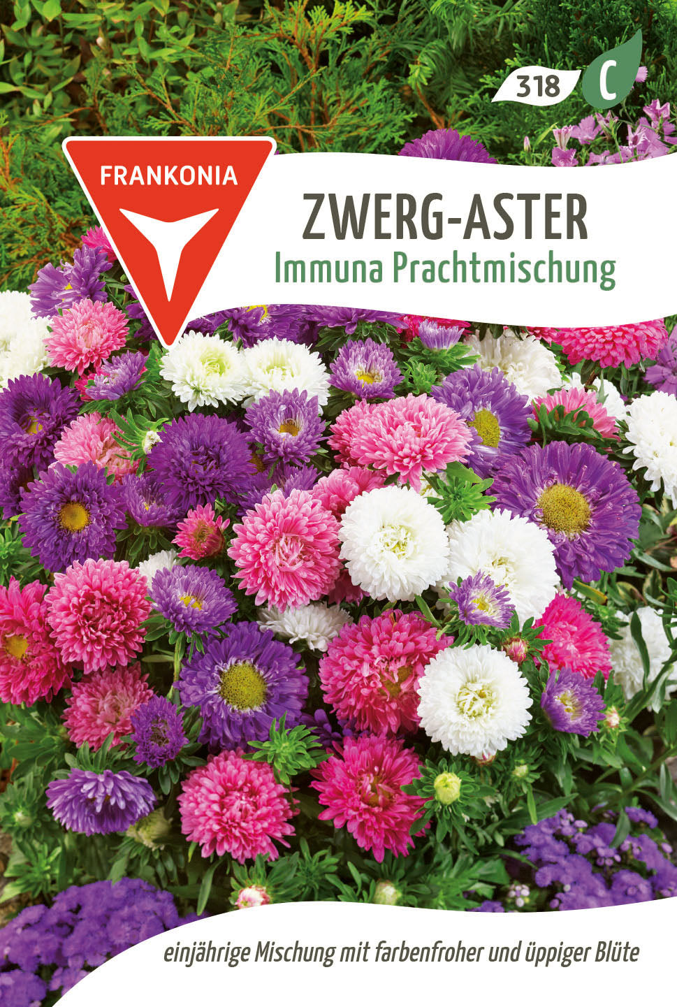 Frankonia Samen Aster Immuna Prachtmischung