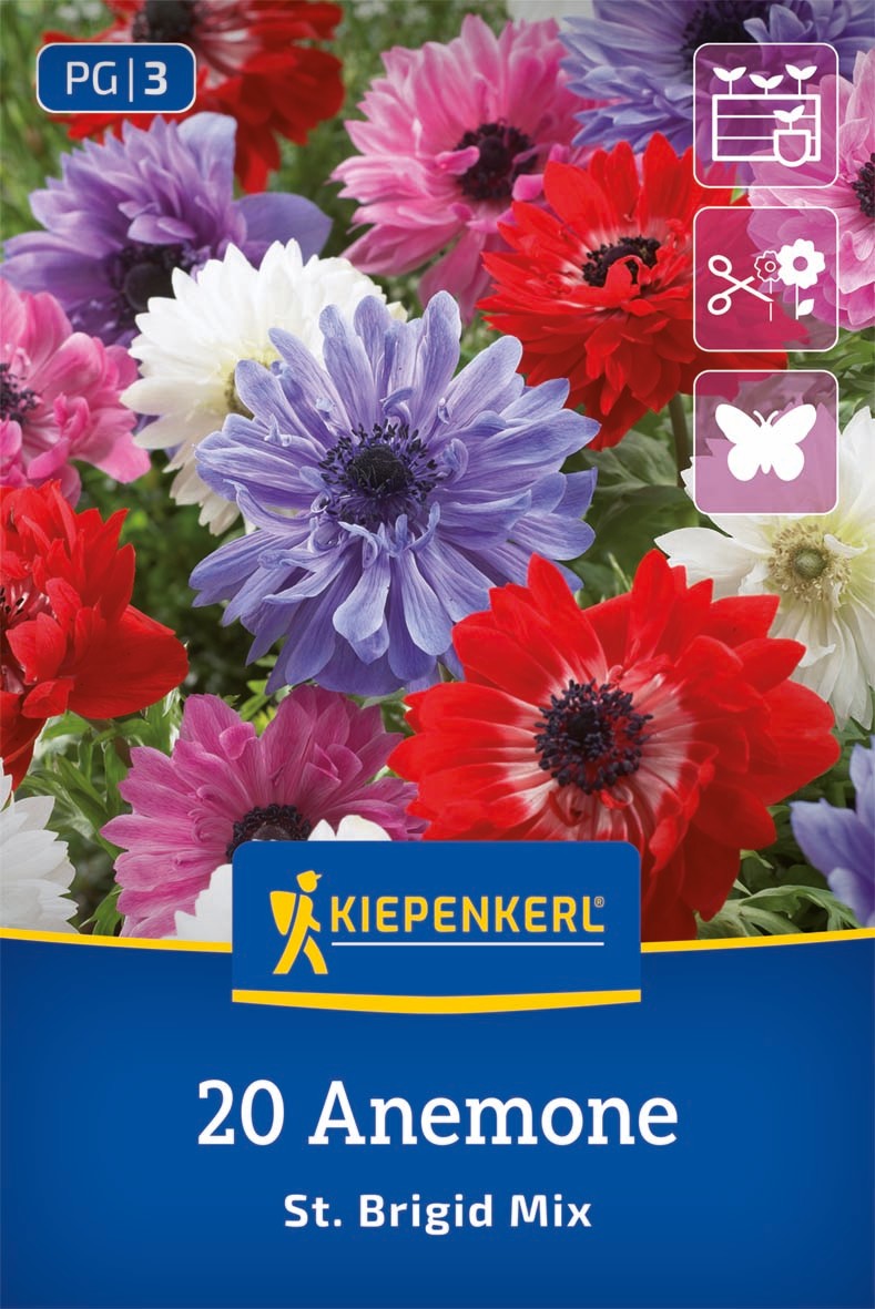 Kronen-Anemone St. Brigid Mischung