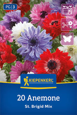 Kronen-Anemone St. Brigid Mischung
