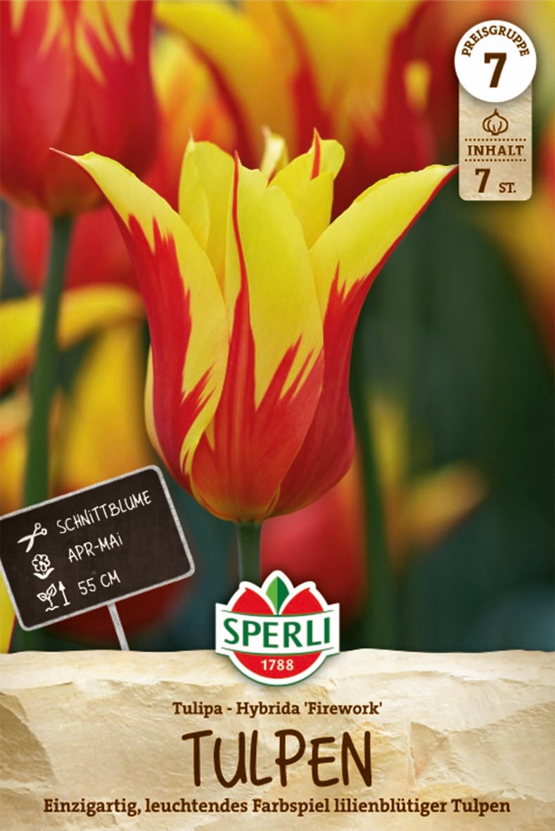 Lilienblütige Tulpe Firework