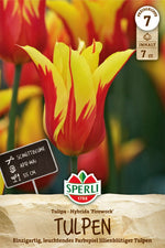 Lilienblütige Tulpe Firework