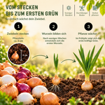 HILD Wintersteckzwiebeln Trio 500 Gramm