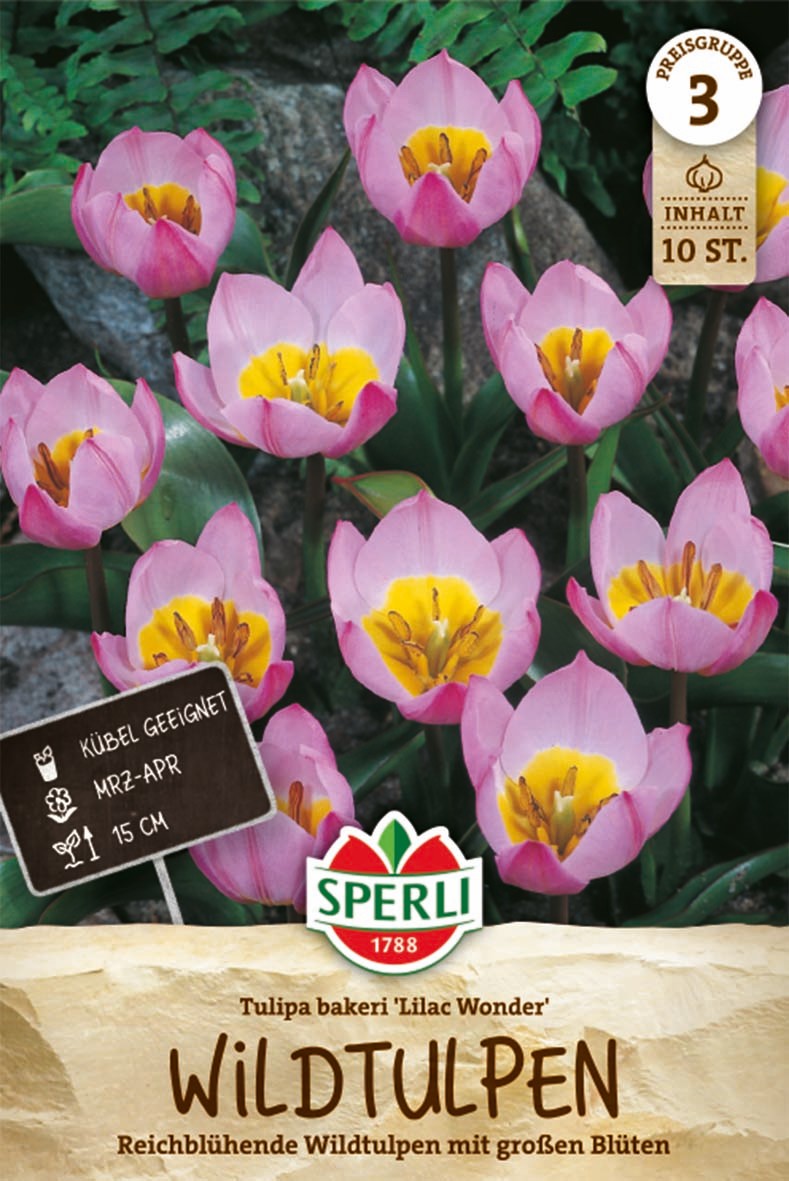 Wildtulpe Lilac Wonder