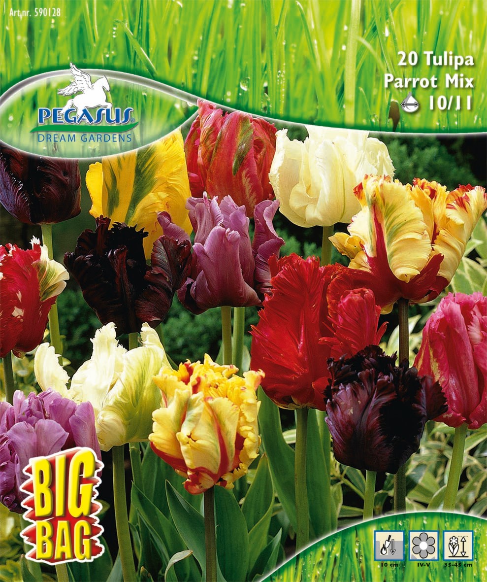 Pegasus BigBag Papagei-Tulpen Mischung