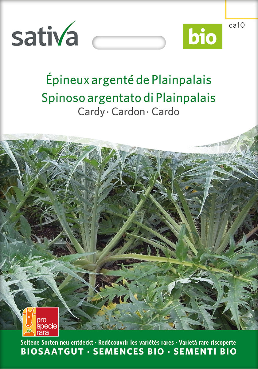 Sativa Cardy Épineux argenté de Plainpalais