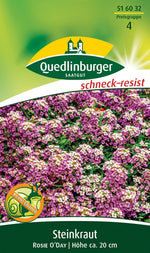 Quedlinburger Steinkraut Rosie O'Day, rosa