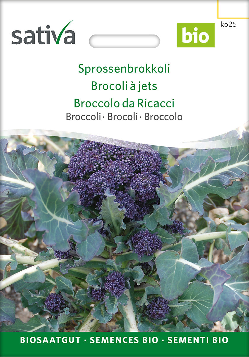 Sativa Broccoli Sprossenbrokkoli