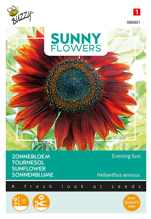 Buzzy Seeds Sonnenblume Abendsonne