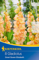 Großblumige Gladiole The Great Queen Elisabeth
