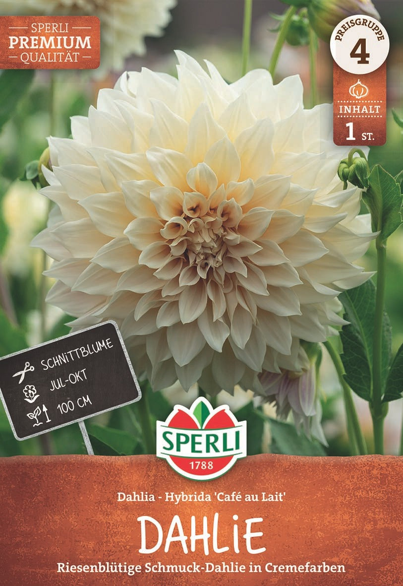 SPERLI Dahlie Café au Lait