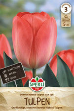Darwin-Hybrid Tulpe Van Eijk