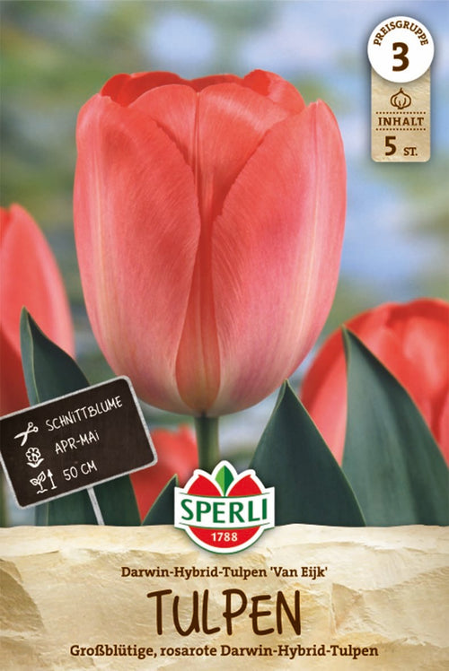 Darwin-Hybrid Tulpe Van Eijk