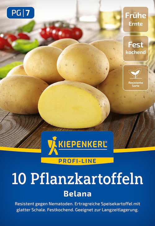 Kiepenkerl Pflanzkartoffel Belana 10 Stück