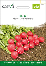Sativa Radies Rudi
