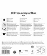 Mega-Pack Botanische Krokusmischung