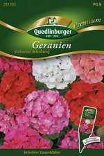 Quedlinburger Geranie stehende Mischung