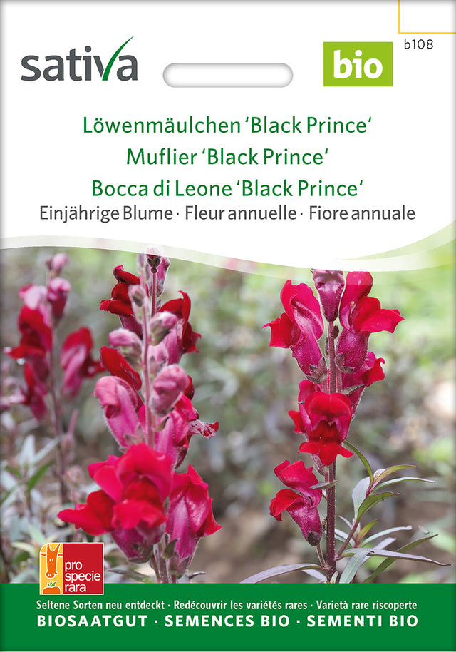 Sativa Löwenmäulchen Black Prince