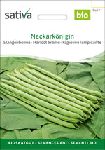 Sativa Stangenbohne Neckarkönigin
