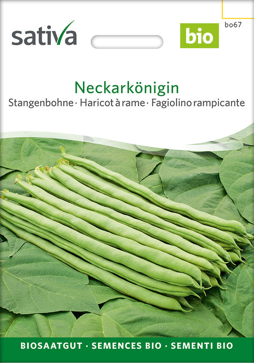 Sativa Stangenbohne Neckarkönigin