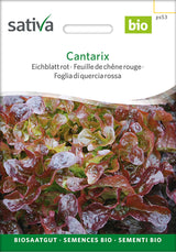 Sativa Eichblatt rot Cantarix