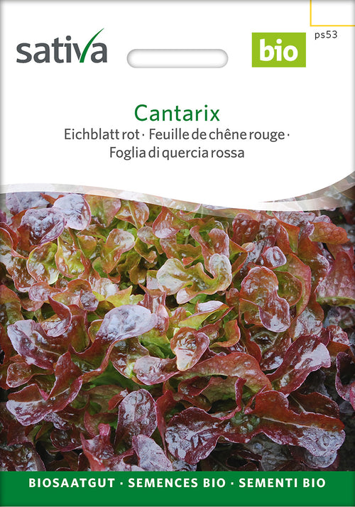 Sativa Eichblatt rot Cantarix